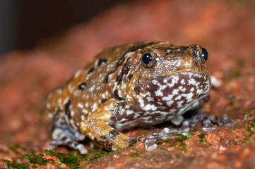 Uperodon Mormorata or Indian Dit frog seen at Amboli,Sindhudurga,India