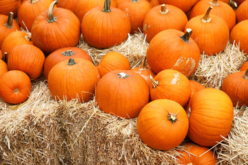 Thanksgiving and Halloween: Multiple pumpkins on and around stacks of hay. Pumpkin Patch.