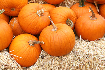 Thanksgiving and Halloween: Multiple pumpkins on and around stacks of hay. Pumpkin Patch.