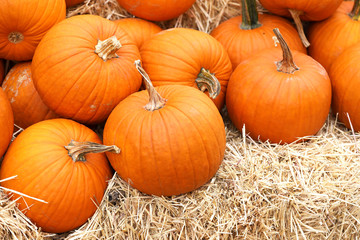 Thanksgiving and Halloween: Multiple pumpkins on and around stacks of hay. Pumpkin Patch.