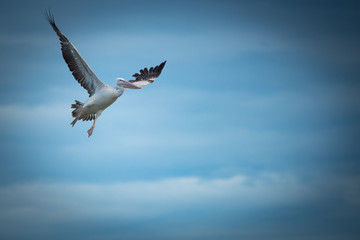 The beautiful  wild birds flying to find the food near the river