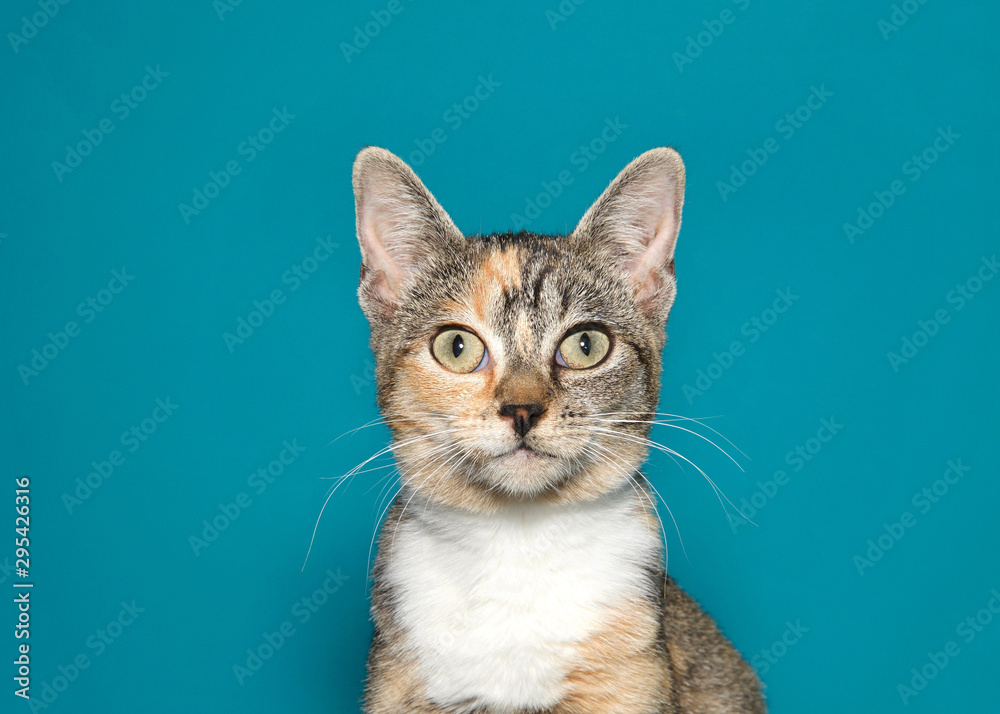 Wall mural close up portrait of a wide eyed calico kitten looking directly at viewer with surprised expression.