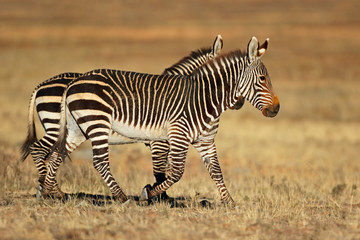 Cape mountain zebras (Equus zebra) in natural habitat, Mountain Zebra National Park, South Africa.