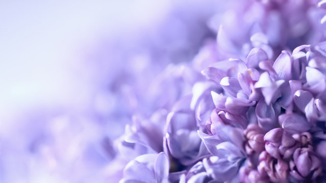 lilac flowers macro. blurred background with lilac delicate flowers. floral background with branches of flowering lilac. © Nataliya