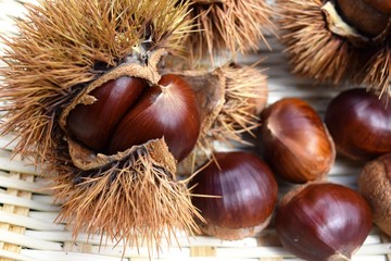 収穫した栗の実