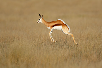 Antilope springbok sautant (Antidorcas marsupialis) dans son habitat naturel, Afrique du Sud.