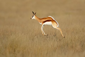Foto op Plexiglas Springbok antilope (Antidorcas marsupialis) in natuurlijke habitat, Zuid-Afrika. © EcoView