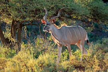 Mannelijke koedoe-antilope (Tragelaphus-strepsiceros) in natuurlijke habitat, Zuid-Afrika.