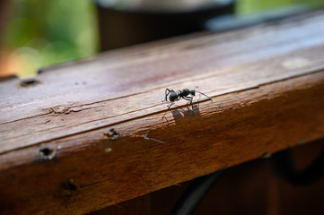 one black ant walk on the wood balcony