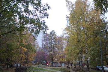Trees with yellow leaves in the city