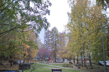 Trees with yellow leaves in the city
