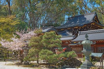 京都 今宮神社 春景色