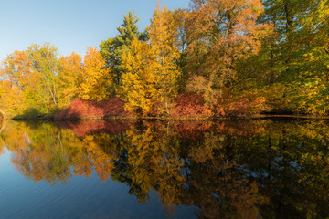 Fototapeta premium sunny landscape with trees