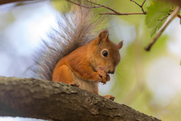 Naklejka na ściany i meble squirrel on a tree branch