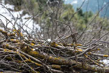 Branches covered with moss.Backgrounds,textures.