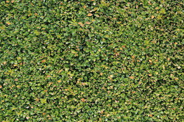 green park, leaf texture. Summer day.