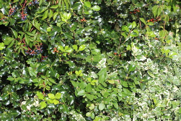 green park, leaf texture. Summer day.