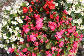 beautiful, flowers, lovely flowers. The nature of the park.