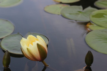 beautiful lilies on the water. The lake is lit by the sun.