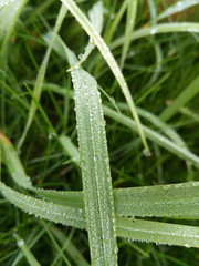 dew on grass