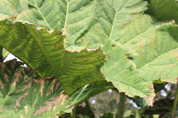 green park, leaf texture. Summer day.