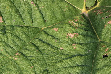 green park, leaf texture. Summer day.