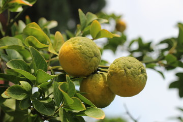 tangerines on a tree. Sunny day. Harvest tangerine.
