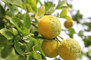 tangerines on a tree. Sunny day. Harvest tangerine.