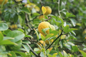 tangerines on a tree. Sunny day. Harvest tangerine.