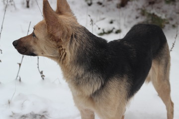 The dog runs in the snow. In the woods.