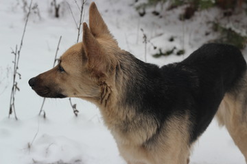 The dog runs in the snow. In the woods.