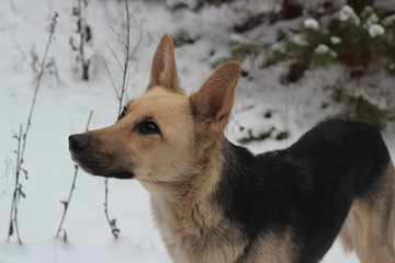 The dog runs in the snow. In the woods.