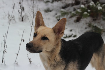 The dog runs in the snow. In the woods.