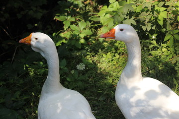 beautiful white goose