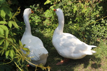 beautiful white goose