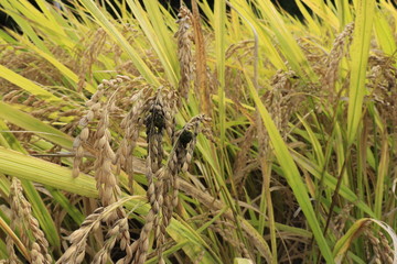 病気の稲、稲こうじ病
