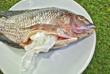 Plastic bag and straws in the belly of the fish, Concept No Plastic Zero Waste plastic .