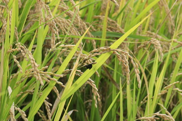 病気の稲、稲こうじ病