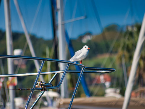 Gaviota a proa