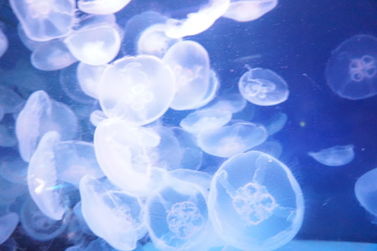 青 アブストラクト クラゲ 水 海 光 魚 水中の バブル デザイン ゼリー アクアリウム 白 海 色 質感 イラスト 携帯電話 ボケ 模様 光る 明るい かすみ 壁紙 Kupit Etu Gotovuyu Fotografiyu I Rassmotret Analogichnye Izobrazheniya 青 アブストラクト クラゲ 水 海 光 魚 水中の バブル デザイン ゼリー アクアリウム 白 海 色 質感 イラスト 携帯電話 ボケ 模様 光る 明るい かすみ 壁紙 Kupit Etu Gotovuyu Fotografiyu I Rassmotret Analogichnye Izobrazheniya