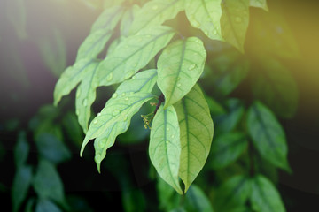 Soft focus, light green leaves With the yellow light in the morning
