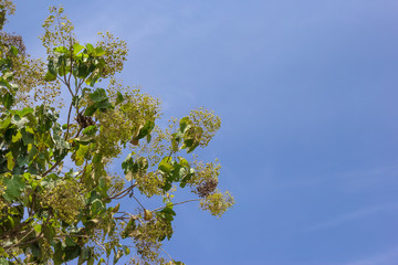 leaves of teak or Tectona grandis