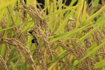 病気の稲、稲こうじ病