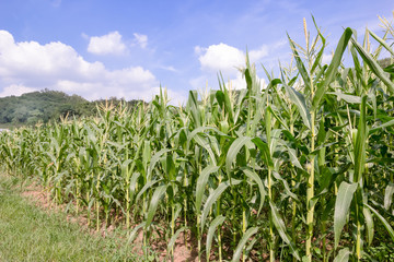 Fototapeta premium Corn farm with blue sky