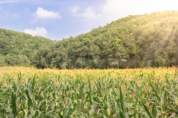 Fototapeta na wymiar Corn farm with blue sky