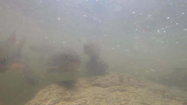Neolissochilus Fish are searching for food and traveling to breed at the place of origin.