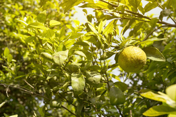 orange trees in plantation