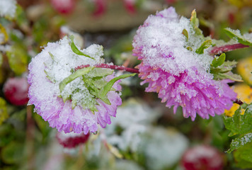 Aster under the first snow.  Aster is an autumn flower that is a great decoration for your garden at a time when most plants have long since faded. The first frosts covered the Aster flowers with snow