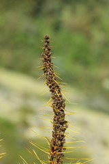 Aciphylla Speergras Pflanze Neuseeland