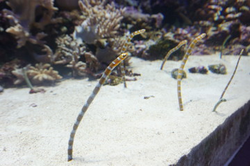 トカゲ, 動物, 自然, レプタイル, マクロ, むし, 野生生物, 緑, クモ, bug, アップ, 小さい, 茶色, あばたのある, アップ, 動物相, ウィルト, ヤモリ, 岩, 砂